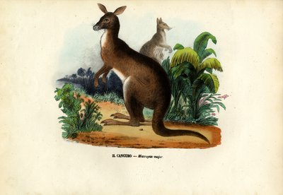 Eastern Grey Kangaroo by Raimundo Petraroja